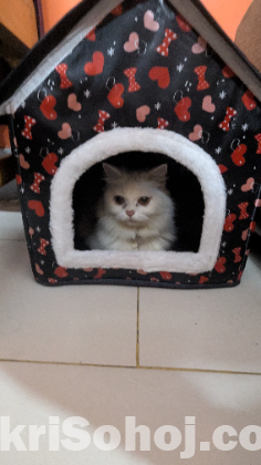 Persian doll face female cat